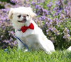 Prince