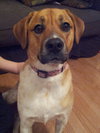 DeeDee