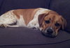 DeeDee