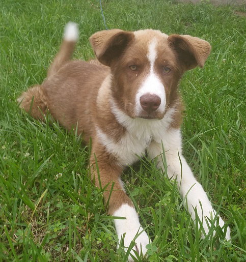 Olli
