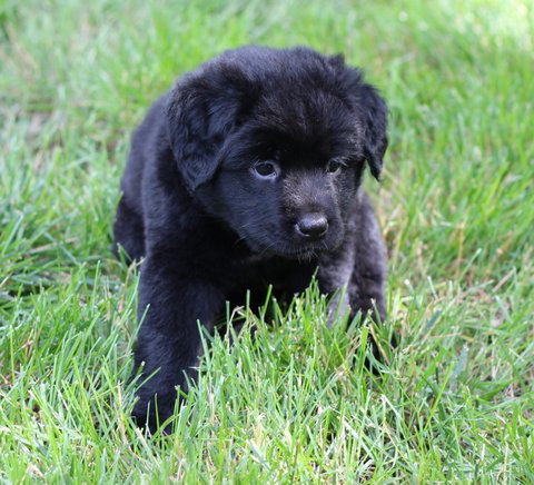Cocoa Puff