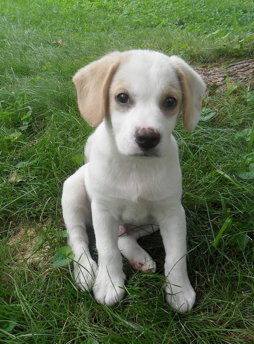 Barney