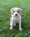 Barney