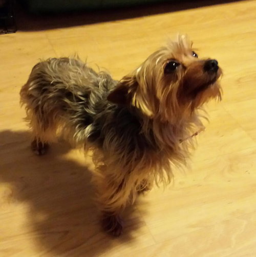 Benny