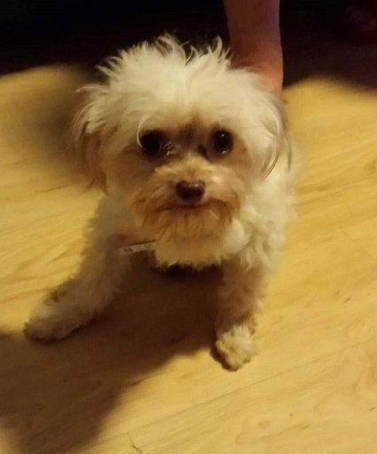 Georgie