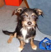 Alfie