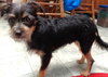 Alfie