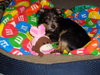 Alfie