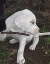 Silas