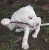 Silas