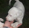 Silas