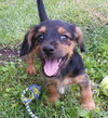 Scotty