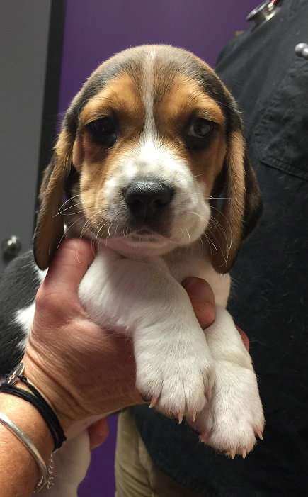 Linus