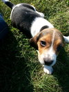 Linus