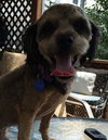Schnoodle