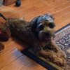Schnoodle