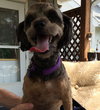 Schnoodle