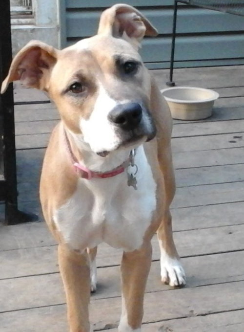 Amaretto