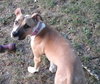 Amaretto
