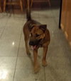 Dixie Dee