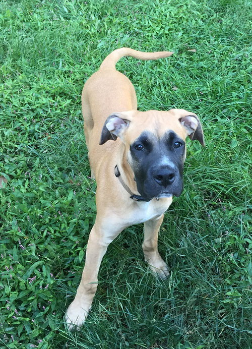Brutus