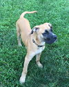 Brutus