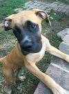Brutus
