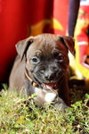 Moxie