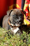 Moxie