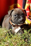 Moxie