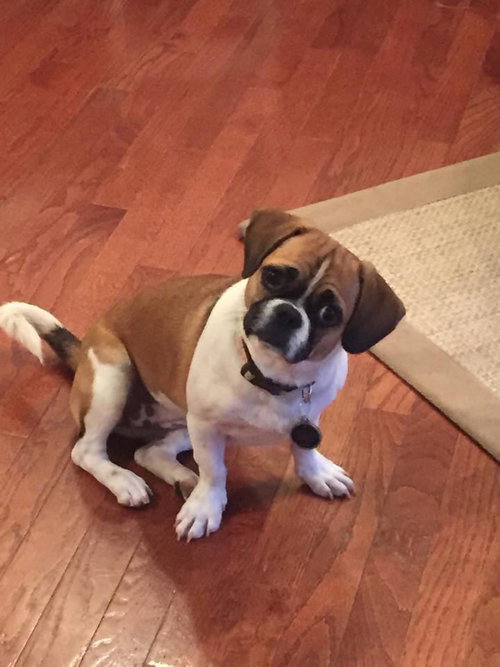Bindi
