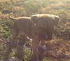Apollo