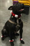 Onyx