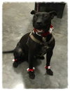 Onyx