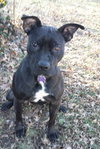 Onyx