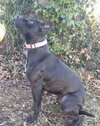 Onyx