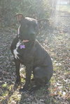 Onyx