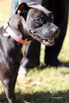 Onyx