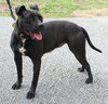 Onyx