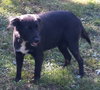 Shadow Edie