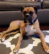 Rex