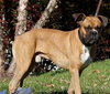 Rex