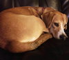 Shiloh