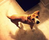Shiloh