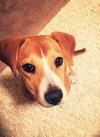 Shiloh