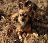 Benji