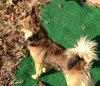Benji