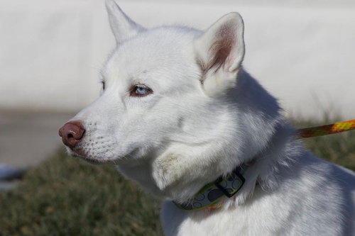 Alaska