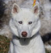Alaska