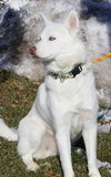 Alaska